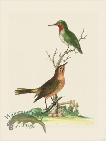 Edwards 121 American Nightingale